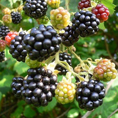 Black Satin, süße Brombeere stachellos ca. 30-40 cm im 2 Liter Topf von Müllers Grüner Garten Shop