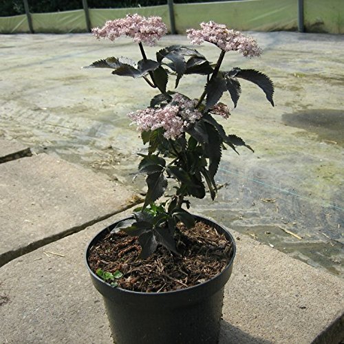 Black Tower®, Sambucus nigra, rotblättriger Säulenholunder Holunder in Säulenform ca. 40-60 cm von Müllers Grüner Garten Shop