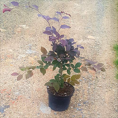 Blutbuche Fagus sylvatica Atropunicea Purpurbuche 60 cm im 3 Liter Topf von Müllers Grüner Garten Shop
