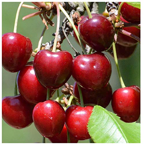 Burlat frühe Süßkirsche süß aromatisch robust Kirsche Zwergbaum ca. 110-140 cm 7,5 L Topfballen GiSelA5 einjg. von Müllers Grüner Garten Shop