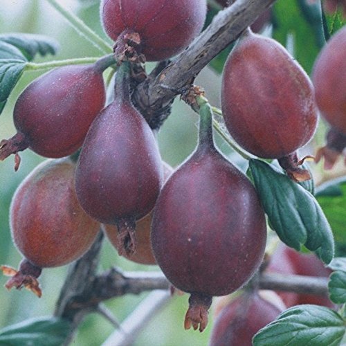 Captivator rote fast dornenlose Stachelbeere hohe Platzfestigkeit Busch 30-40 cm im 3 Liter Topf Captivator rote fast dornenlose Stachelbeere hohe Platzfestigkeit Busch 30-40 cm im 3 Liter Topf von Müllers Grüner Garten Shop