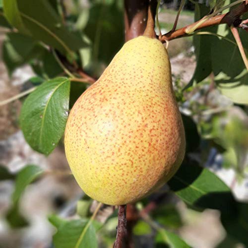 Clapps Liebling Birnenbaum süß würzige Sommerbirne Birne Halbstamm ca. 150-170 cm 7,5 Liter Topfballen von Müllers Grüner Garten Shop