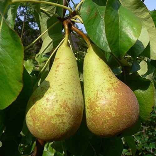 Conference saftig süße Herbstbirne Birnenbaum Birne Halbstamm 170 200 cm Unterlage: Sämling von Müllers Grüner Garten Shop