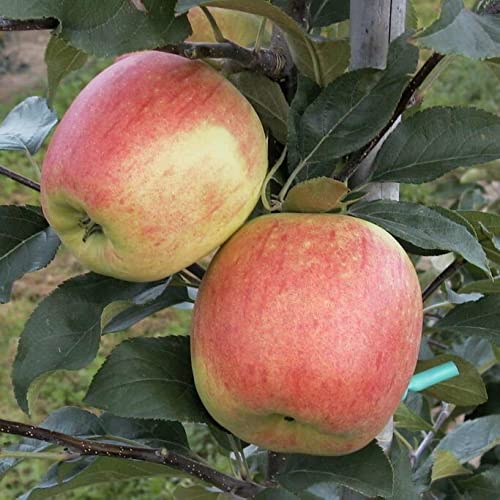 Delbarestivale Delcorf Delba aromatischer Sommerapfel Buschbaum Topfballen M7 von Müllers Grüner Garten Shop