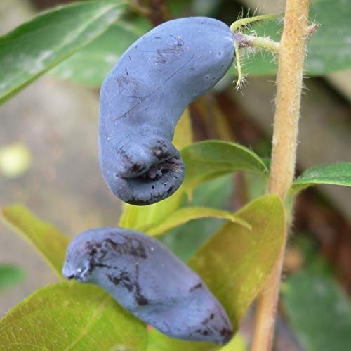 Duet Sibirische Blaubeere Lonicera Kamtschatica frosthart Vitamin C ca. 40-60 cm im 3,5 Liter Topf Duet Sibirische Blaubeere Lonicera Kamtschatica frosthart Vitamin C ca. 40-60 cm im 3,5 Liter Topf von Müllers Grüner Garten Shop