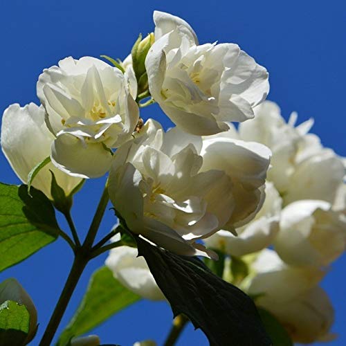 Duftender Gartenjasmin Schneesturm Falscher Jasmin gefüllte duftende Blüte ca. 60-100 cm 3 L Topf von Müllers Grüner Garten Shop