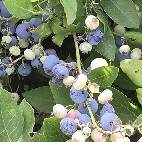 Duke Blaubeere Heidelbeere Vaccinium corymbosum ca. 40-60 cm 3 Liter Topfballen Duke Blaubeere Heidelbeere Vaccinium corymbosum ca. 40-60 cm 3 Liter Topfballen von Müllers Grüner Garten Shop