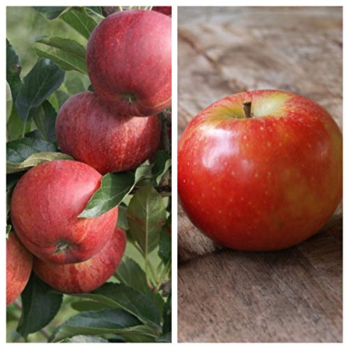 Duo-Apfelbaum mit den Sorten Gala und Elstar 7,5 L auf M7 von Müllers Grüner Garten Shop