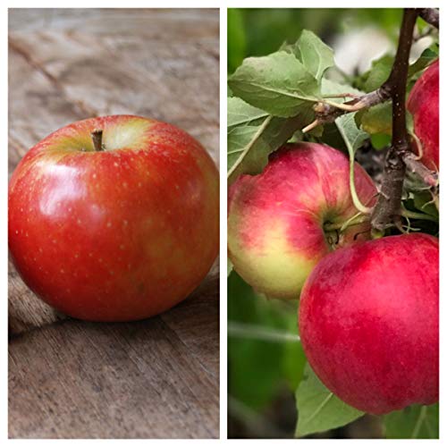 Duo-Apfelbaum mit den Sorten Elstar und Cox Orange 7,5 L auf M7 von Müllers Grüner Garten Shop