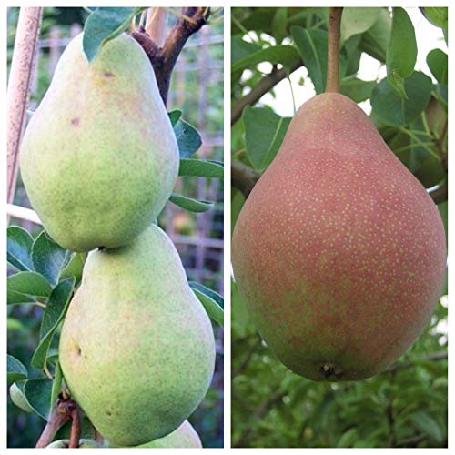 Duo Birnenbaum Clapps Liebling und Williams Christ als Buschbaum von Müllers Grüner Garten Shop