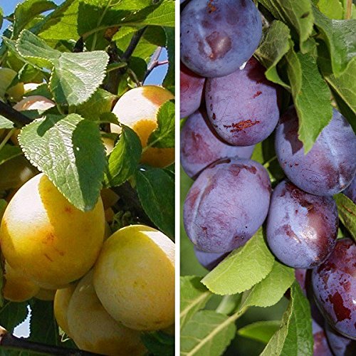 Duo Pflaume: Hauszwetsche & Mirabelle von Nancy auf einem Stamm im 10 L Topf Unterlage St. Julien A von Müllers Grüner Garten Shop