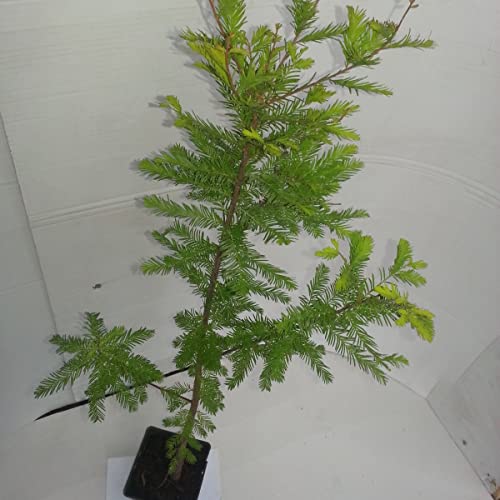 Echte Sumpfzypresse Sumpfeibe Taxodium distichum von Müllers Grüner Garten Shop
