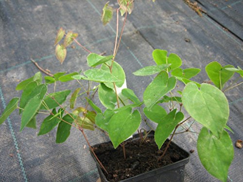 Elfenblume Epimedium x perral. Frohnleiten schwefelgelbe Blüte von April - Mai Staude im 0,5 Liter Topf von Müllers Grüner Garten Shop