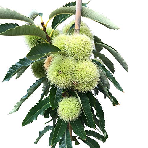 Esskastanienbaum Ecker 1 selbstfruchtbare veredelte Esskastanie Marone 40-60 cm 2,8 Liter Topf Esskastanienbaum Ecker 1 selbstfruchtbare veredelte Esskastanie Marone 40-60 cm 2,8 Liter Topf von Müllers Grüner Garten Shop