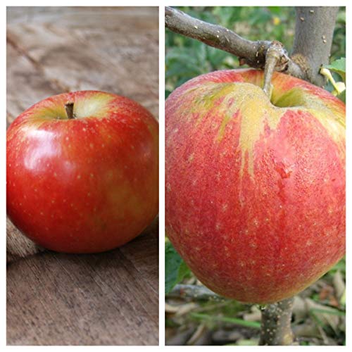 Familienbaum Duo Apfel Halbstamm Elstar - Jonagold von Müllers Grüner Garten Shop