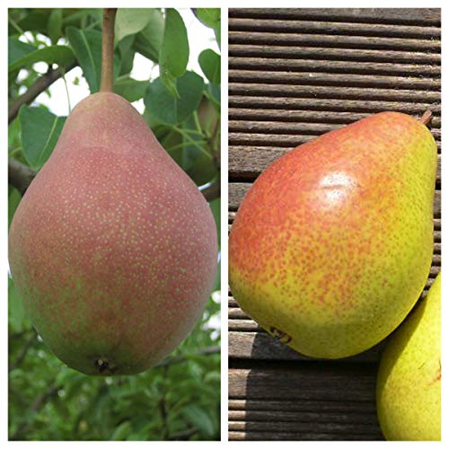 Familienbaum Duo Birnenbaum Clapps Liebling und Köstliche von Charneux Familienbaum Duo Birnenbaum Clapps Liebling und Köstliche von Charneux von Müllers Grüner Garten Shop