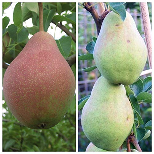Familienbaum Duo Birnenbaum Clapps Liebling und Köstliche von Charneux von Müllers Grüner Garten Shop