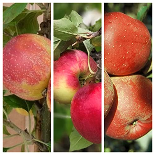 Familienbaum Trio Apfelbaum mit den Sorten Alkmene, Cox Orange und Melrose von Müllers Grüner Garten Shop