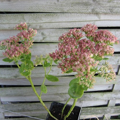 Fetthenne Herbstfreude, Sedum Telephium-Hybride, Staude im 0,5 Liter Topf von Müllers Grüner Garten Shop