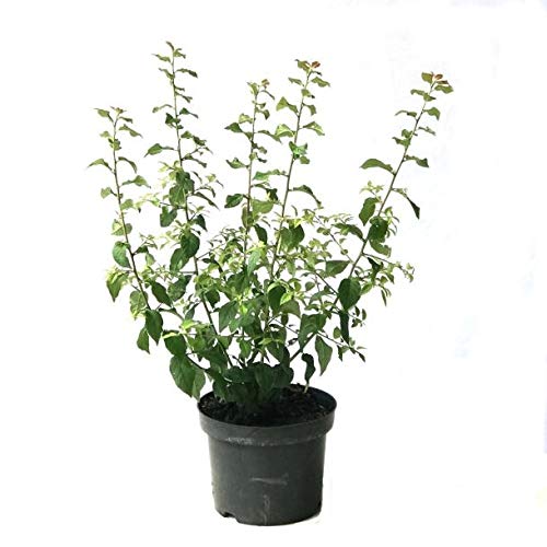 Fränkische Haferschlehe als Strauch alte robuste Sorte großfruchtige Schlehe 40-80 cm 3 Liter Topf Fränkische Haferschlehe als Strauch alte robuste Sorte großfruchtige Schlehe 40-80 cm 3 Liter Topf von Müllers Grüner Garten Shop