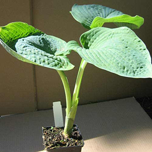 Funkie, Hosta sieboldiana Elegans, weißlich violett blühend, Blattschmuck, Staude im 1 Liter Topf von Müllers Grüner Garten Shop