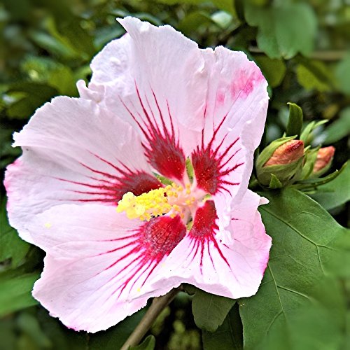 Gartenhibiskus Roseneibisch Hibiscus syriacus Hamabo rosa Blüte innen rot 20-40 cm 3 Liter Topf Gartenhibiskus Roseneibisch Hibiscus syriacus Hamabo rosa Blüte innen rot 20-40 cm 3 Liter Topf von Müllers Grüner Garten Shop
