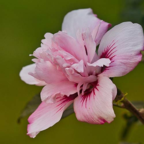Gartenhibiskus Roseneibisch Pink Chiffon® Hibiscus syriacus Eibisch rosa gefüllte Blüte von Müllers Grüner Garten Shop