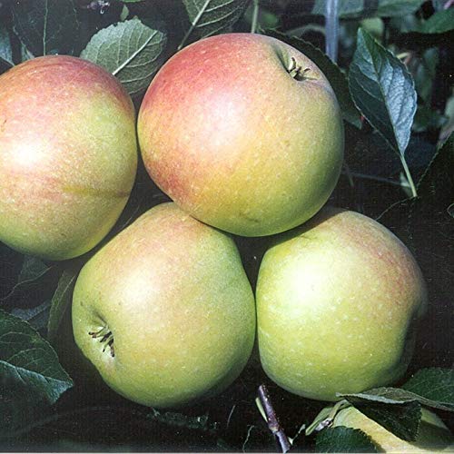 Gelber James Grieve saftiger Sommerapfel Apfelbaum Apfel Zwergbaum ca. 110-140 cm 7,5 L Topfballen M26 von Müllers Grüner Garten Shop