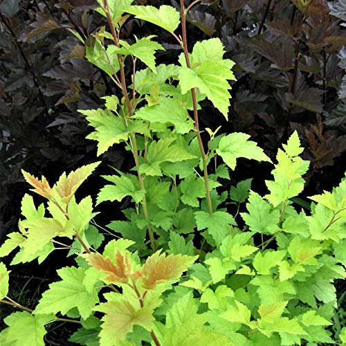 Gelblaubige Fasanenspiere Physocarpus opulifolius Nugget dekoratives Laub 40-60 cm im 3 Liter Topf von Müllers Grüner Garten Shop