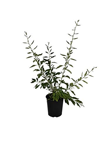 Goji Lycium Barbarum Gemeiner Bocksdorn verzweigte Pflanze ca. 60-100 cm hoch im 3 Liter Topf von Müllers Grüner Garten Shop