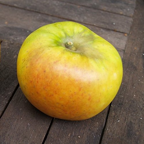 Goldparmäne historischer Herbstapfel Apfelbaum Buschbaum kleinbleibend M9 von Müllers Grüner Garten Shop