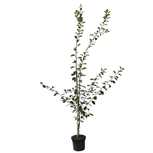 Goldzwetsche Tipala (R) selbstfruchtbar robust Buschbaum 110-140 cm 9,5 Liter Topf Unterlage St.JulienA von Müllers Grüner Garten Shop