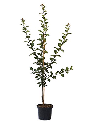 Graf Althans Reneklode Pflaumenbaum grüngelbe Frucht 150-170 cm 10 Liter Topf Unterlage St. Julien A von Müllers Grüner Garten Shop