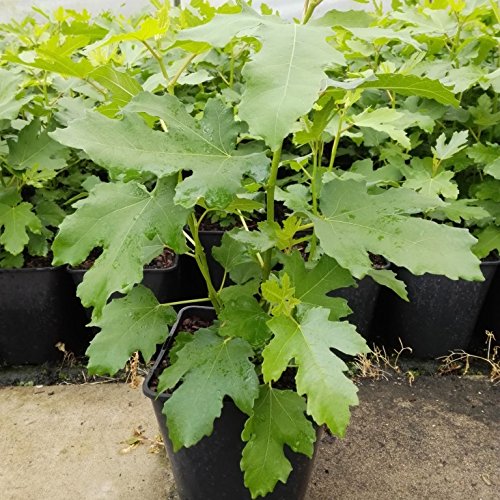 Grüner Garten Shop Feigenbaum Gustissimo ® Perretta® großfruchtig birnenförmig Pflanze im 5 Liter Topf ca. 30-40 cm von Müllers Grüner Garten Shop