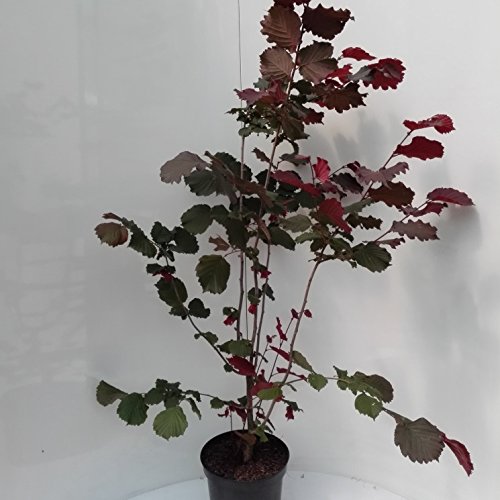 Haselnuss Maxima purpurea, sehr schönes rotes Laub, als dreijähriger Strauch, ca. 110-140 cm von Müllers Grüner Garten Shop