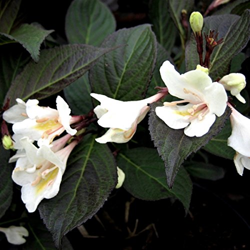 Grüner Garten Shop Weigelie, Glöckchenstrauch, Weigela florida Ebony & Ivory® weißblühend, 30-50 cm, im 3 Liter Topf von Müllers Grüner Garten Shop