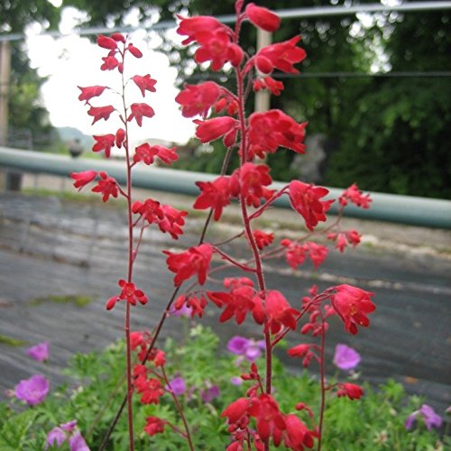 Grünes Purpurglöckchen, Heuchera sanguinea Leuchtkäfer, Staude im 0,5 Liter Topf von Müllers Grüner Garten Shop