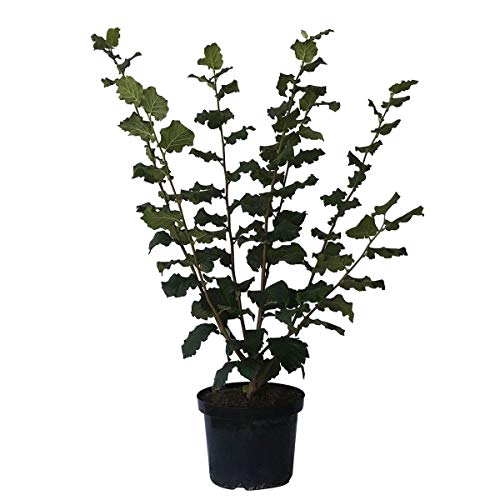 Hallesche Riesennuss, Haselnuss Strauch Busch sehr große Nuss, 110-140 cm im 10 Liter Topf von Müllers Grüner Garten Shop