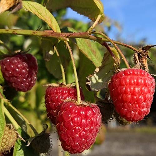Himbeere Autumn First mehrfachtragende Sorte August - Oktober hellrote Frucht 2-3 Liter Topf von Müllers Grüner Garten Shop