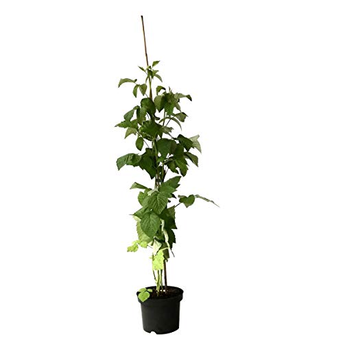 Himbeere Glen Ample sommertragend dornenlos großfruchtig lecker ab 60 cm Pflanze im 3 Liter Topf von Müllers Grüner Garten Shop