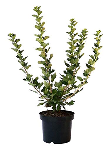 Hinnonmäki rot, robuste Stachelbeere Busch ca. 30-40 cm im 3 Liter Topf von Müllers Grüner Garten Shop