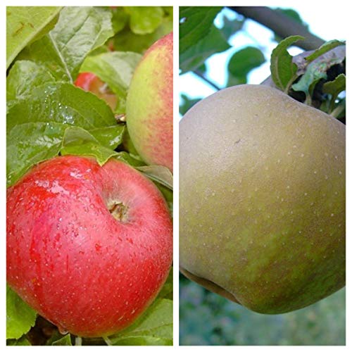 Historischer Duo Apfelbaum Prinz Albrecht und Zabergäurenette 7,5 L auf M7 Historischer Duo Apfelbaum Prinz Albrecht und Zabergäurenette 7,5 L auf M7 von Müllers Grüner Garten Shop