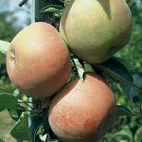 Holsteiner Cox beliebter süßsäuerlicher Apfel Buschbaum Apfelbaum 110-140 cm 10 L Unterlage M7 von Müllers Grüner Garten Shop