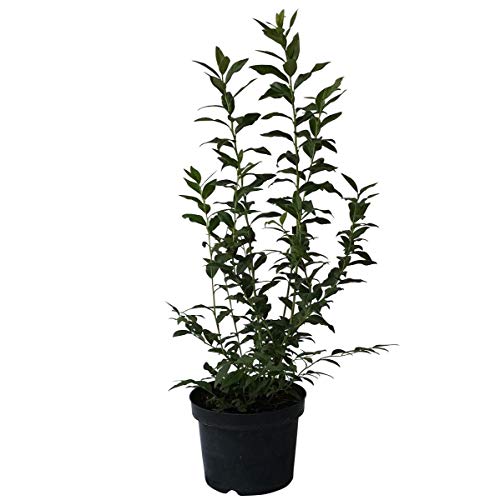 Hortblue Petite ® Heidelbeere Balkonheidelbeere Balkonobst Blaubeere 30-40 cm von Müllers Grüner Garten Shop