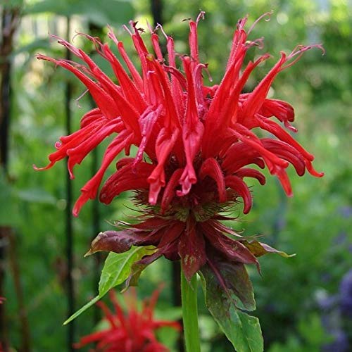 Indianernessel Squaw Monarda fistulosa rote Blüte von Juli bis September Staude im 1 Liter Topf Indianernessel Squaw Monarda fistulosa rote Blüte von Juli bis September Staude im 1 Liter Topf von Müllers Grüner Garten Shop