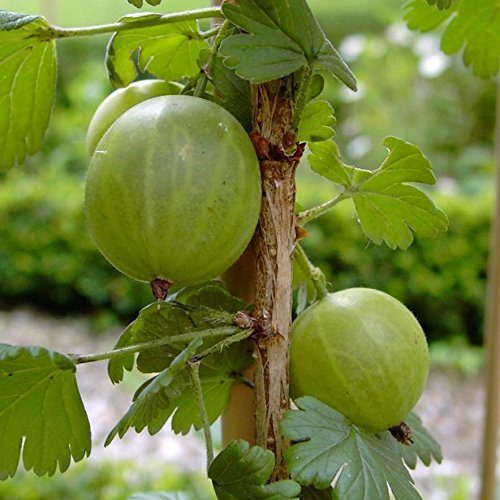 Invicta hellgrüne Stachelbeere guter Geschmack platzfest sehr robust Busch mit 30-50cm im 3 L Topf Invicta hellgrüne Stachelbeere guter Geschmack platzfest sehr robust Busch mit 30-50cm im 3 L Topf von Müllers Grüner Garten Shop