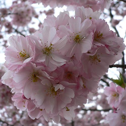 Japanische Säulenkirsche Prunus serrulata Amanogawa hellrosa blühend 60-100 cm Pflanze im 5 Liter Topf Japanische Säulenkirsche Prunus serrulata Amanogawa hellrosa blühend 60-100 cm Pflanze im 5 Liter Topf von Müllers Grüner Garten Shop