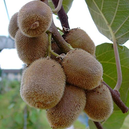 Jenny selbstfruchtbare Kiwi Actinidia chinensis ca. 60-80 cm im 3-5 Liter Topf gewachsen Jenny selbstfruchtbare Kiwi Actinidia chinensis ca. 60-80 cm im 3-5 Liter Topf gewachsen von Müllers Grüner Garten Shop