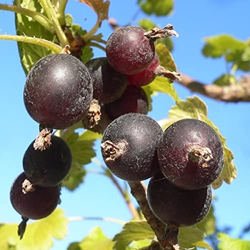 Jochelbeere Jostabeere Johannisbeere x Stachelbeere 60-80 cm 3-5 Liter Topfballen Jochelbeere Jostabeere Johannisbeere x Stachelbeere 60-80 cm 3-5 Liter Topfballen von Müllers Grüner Garten Shop