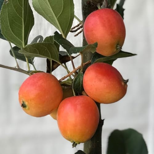 John Downie Zierapfel Apfel Apfelbaum Buschbaum, 5 Liter Topfballen von Müllers Grüner Garten Shop